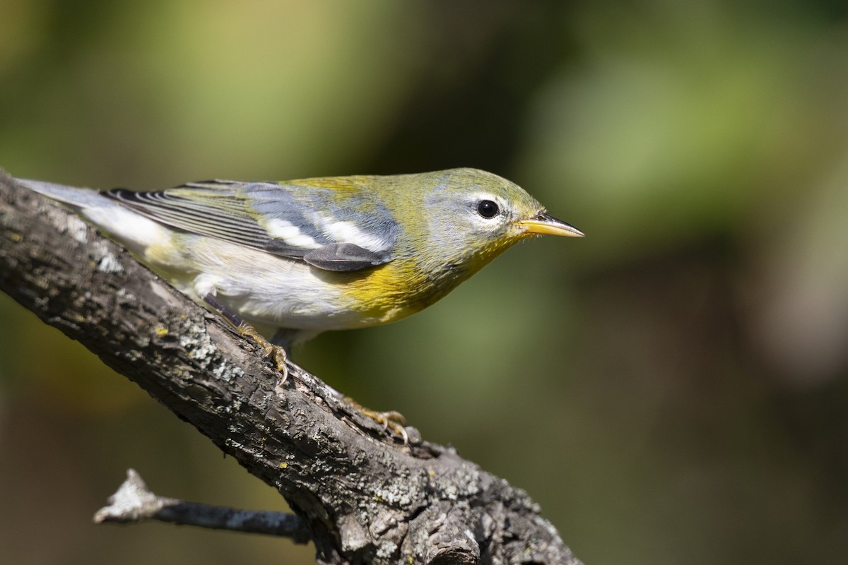 Northern Parula - ML646462853