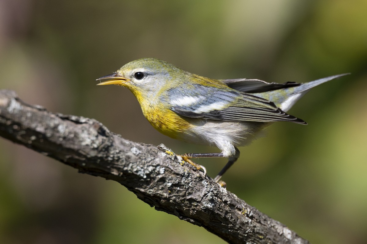 Northern Parula - ML646462854
