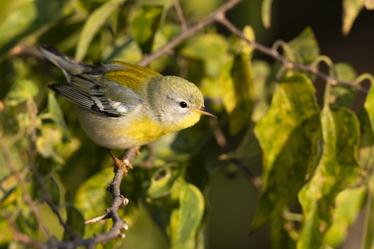 Northern Parula - ML646462855