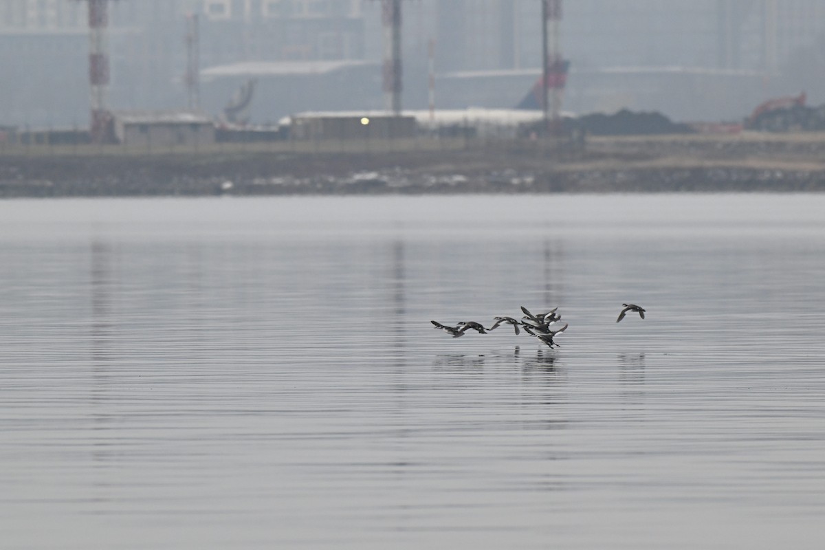 Horned Grebe - ML646462856