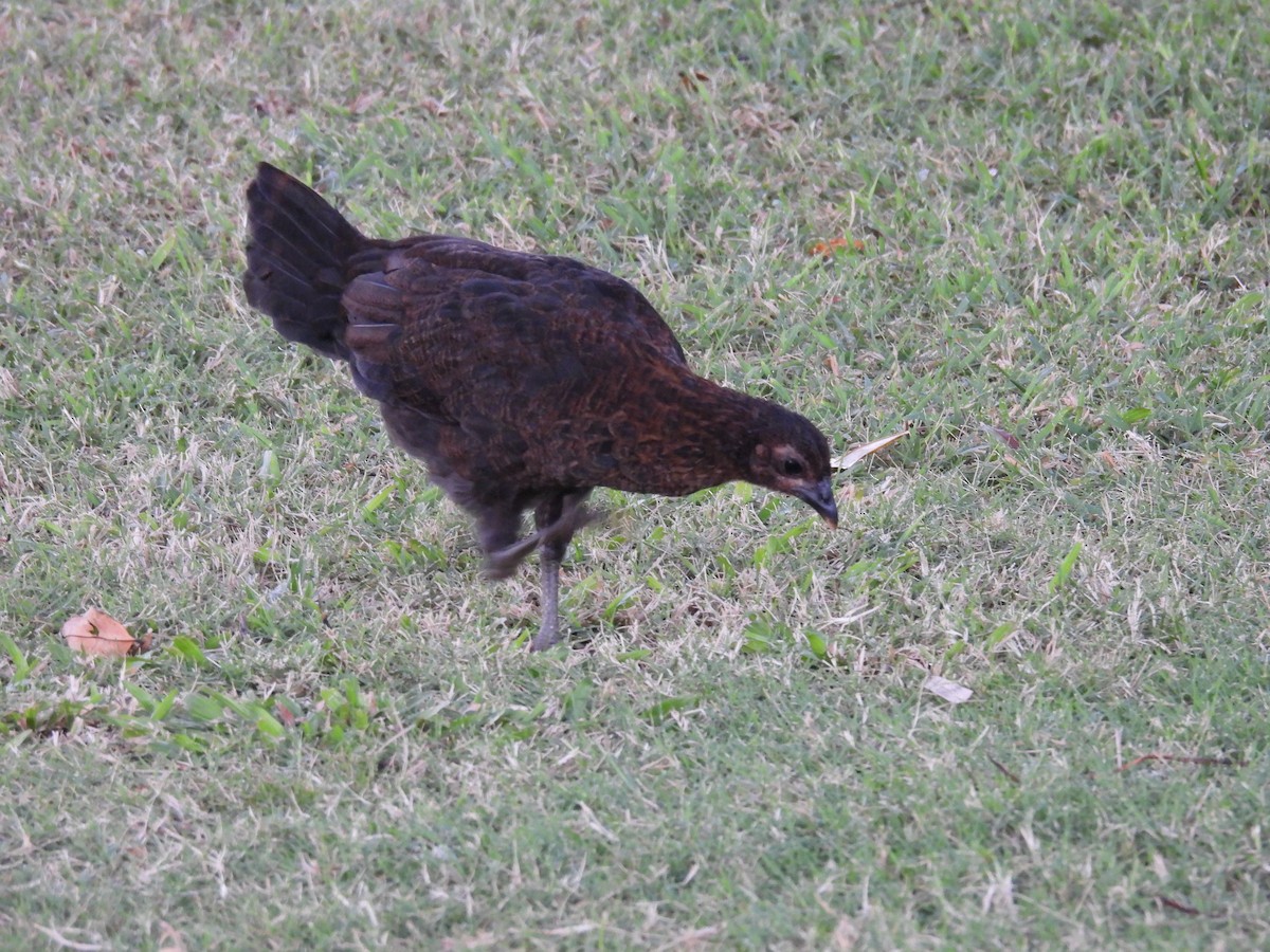 Red Junglefowl (Domestic type) - ML646462857
