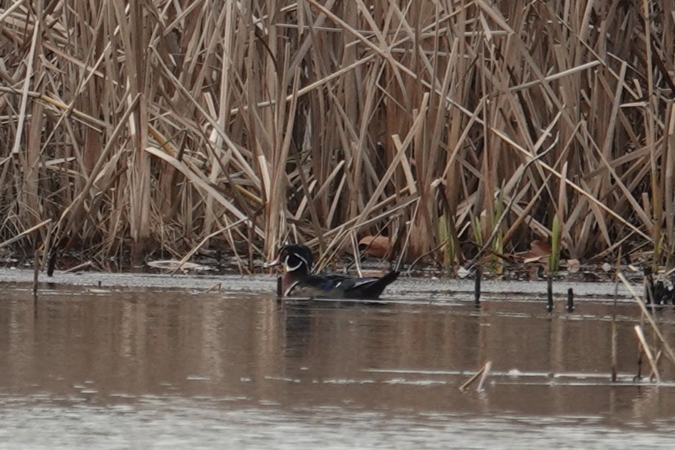 Wood Duck - ML646462858