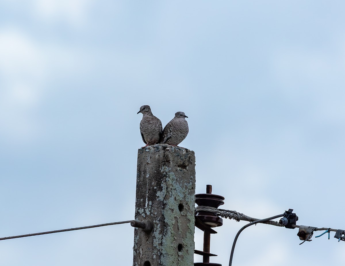 holoubek šupinkový - ML646462865