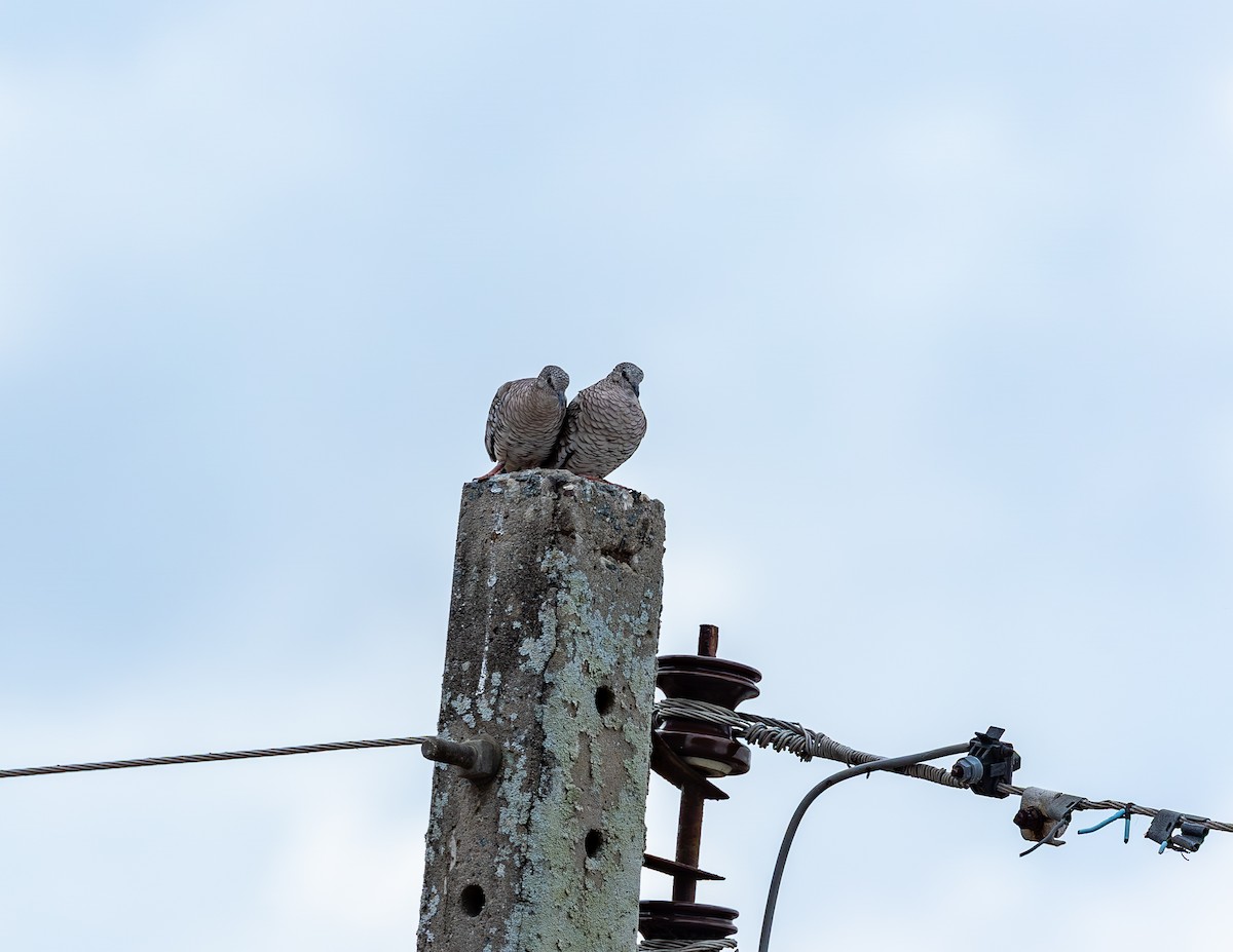 holoubek šupinkový - ML646462866