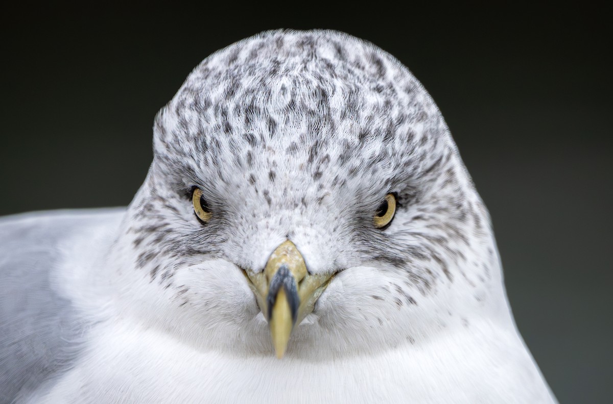 Ring-billed Gull - ML646462873