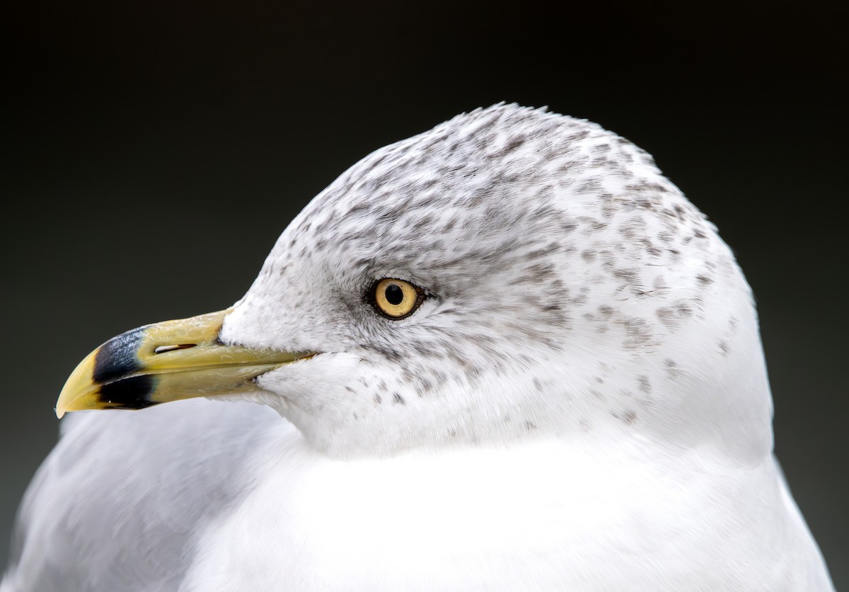 Ring-billed Gull - ML646462874