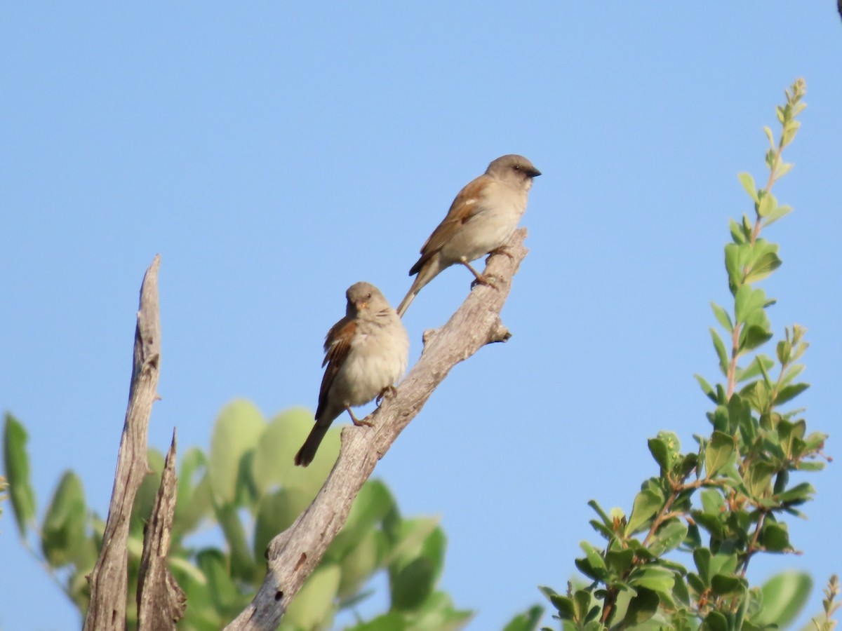 Güneyli Bozbaş Serçe - ML646462875