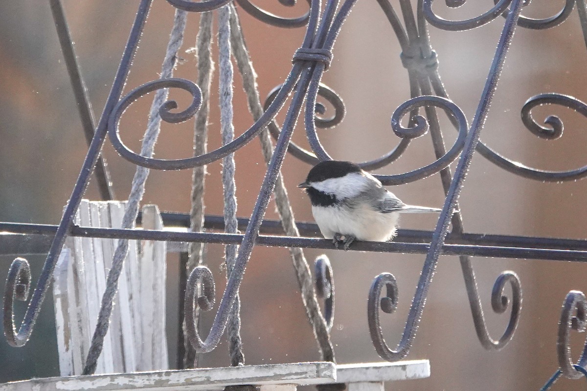 Black-capped Chickadee - ML646462877