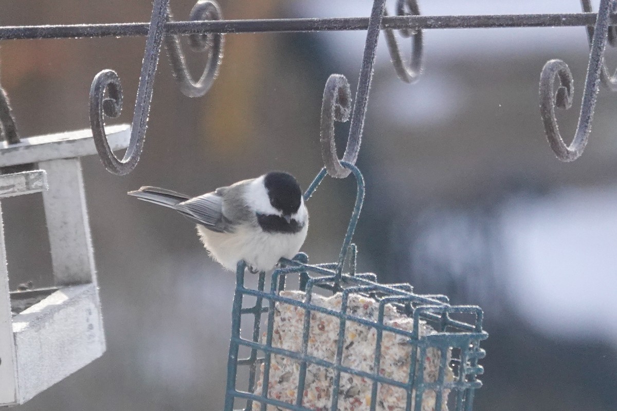 Black-capped Chickadee - ML646462878