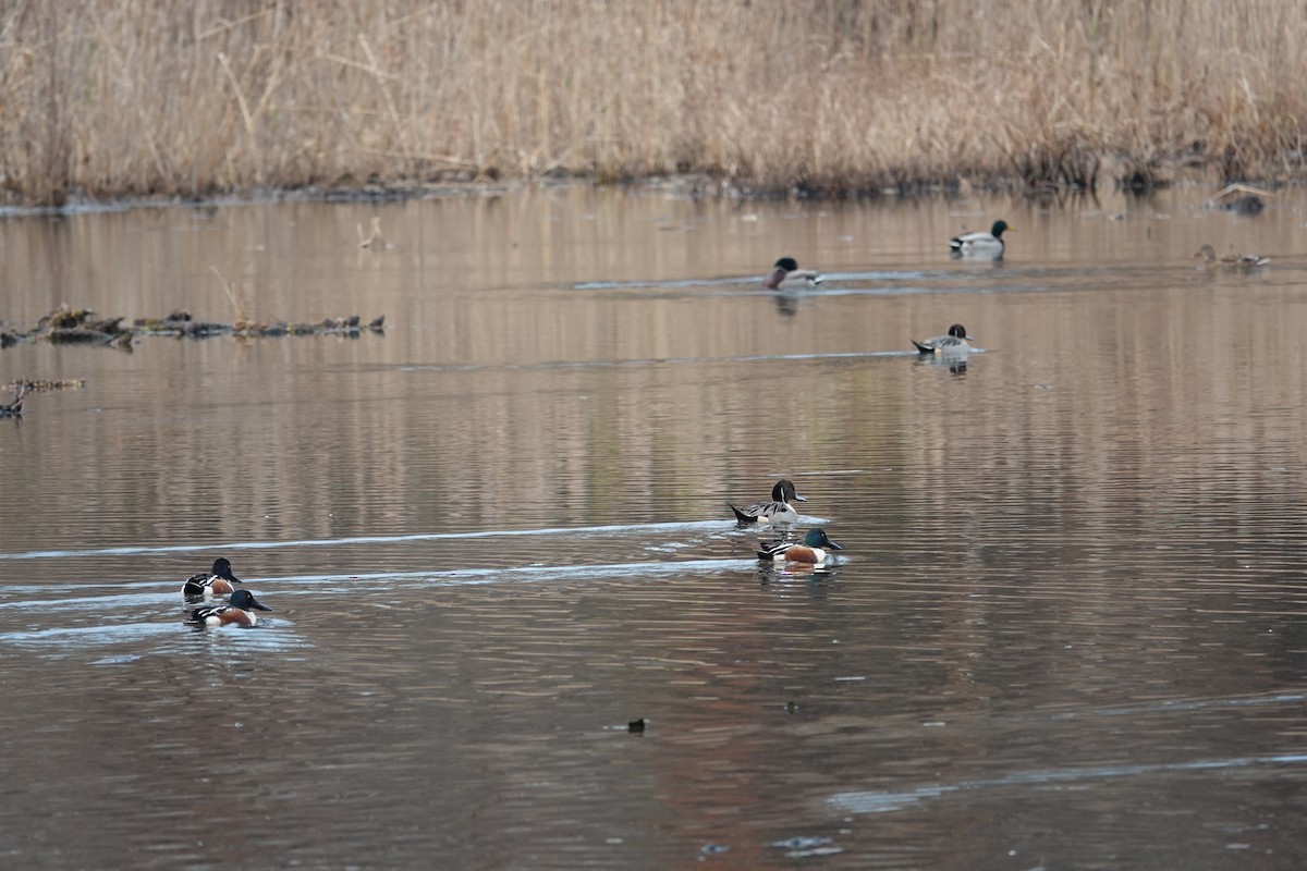 Northern Shoveler - ML646462880
