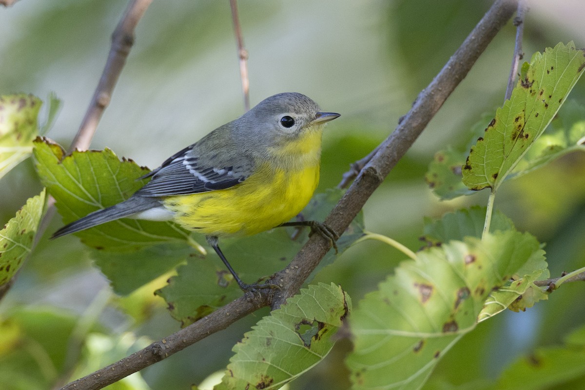 Magnolia Warbler - ML646462882