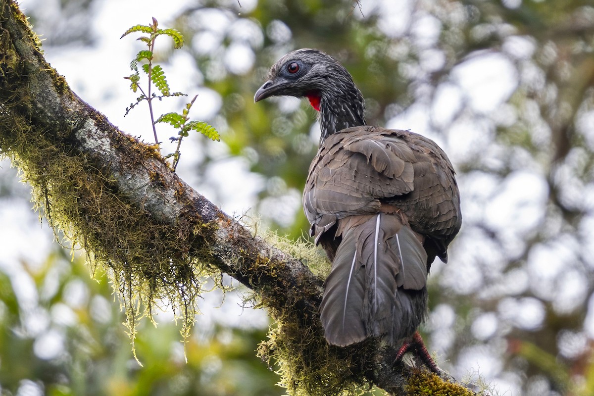 andeshokko - ML646462884