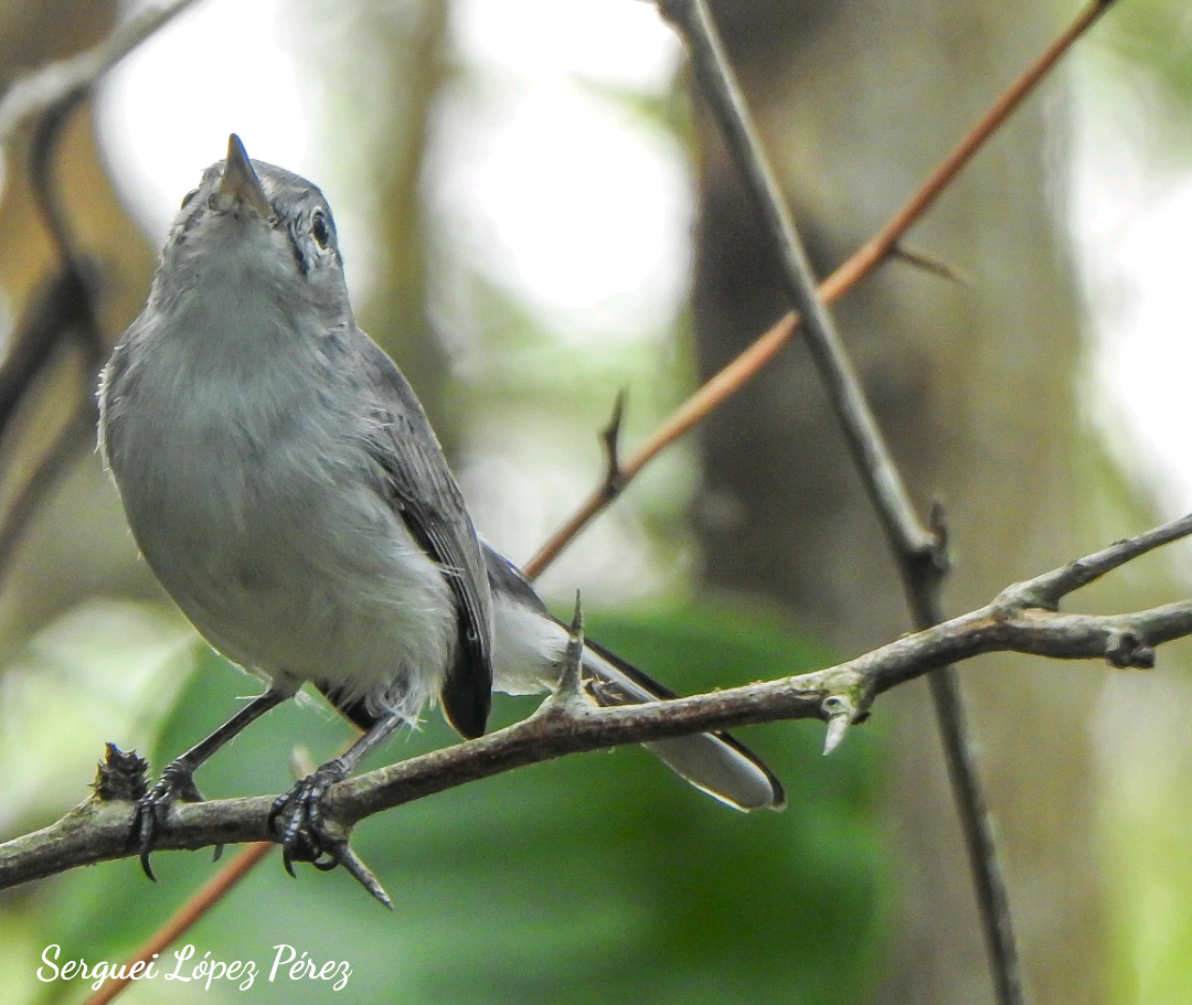 Blue-gray Gnatcatcher - ML646462886
