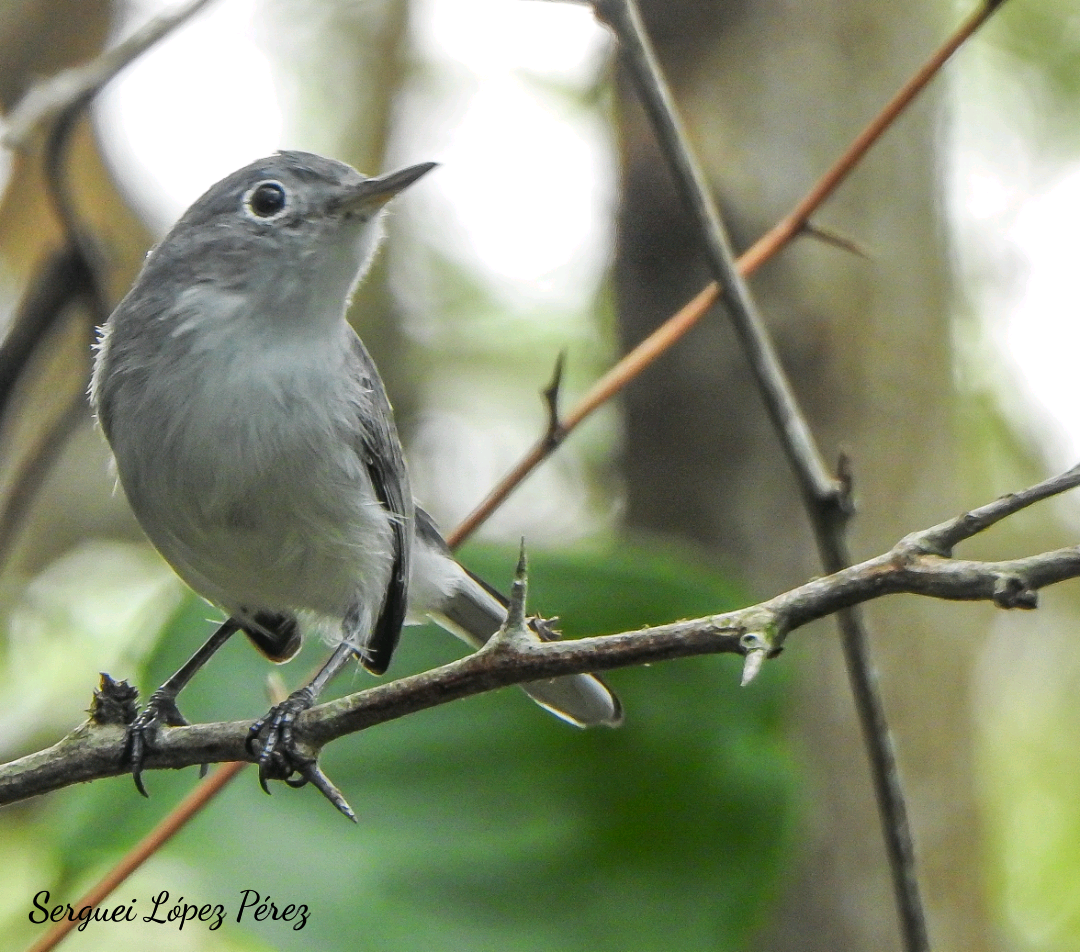Blue-gray Gnatcatcher - ML646462887