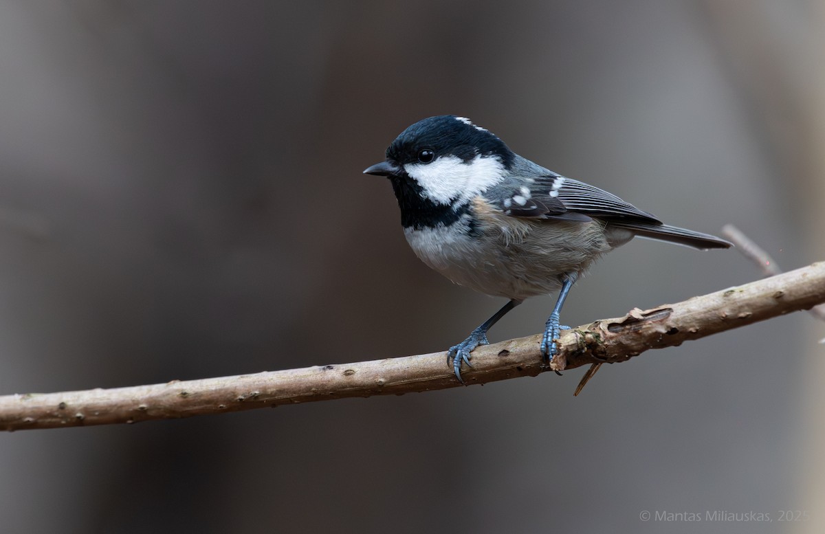 Coal Tit - ML646462888