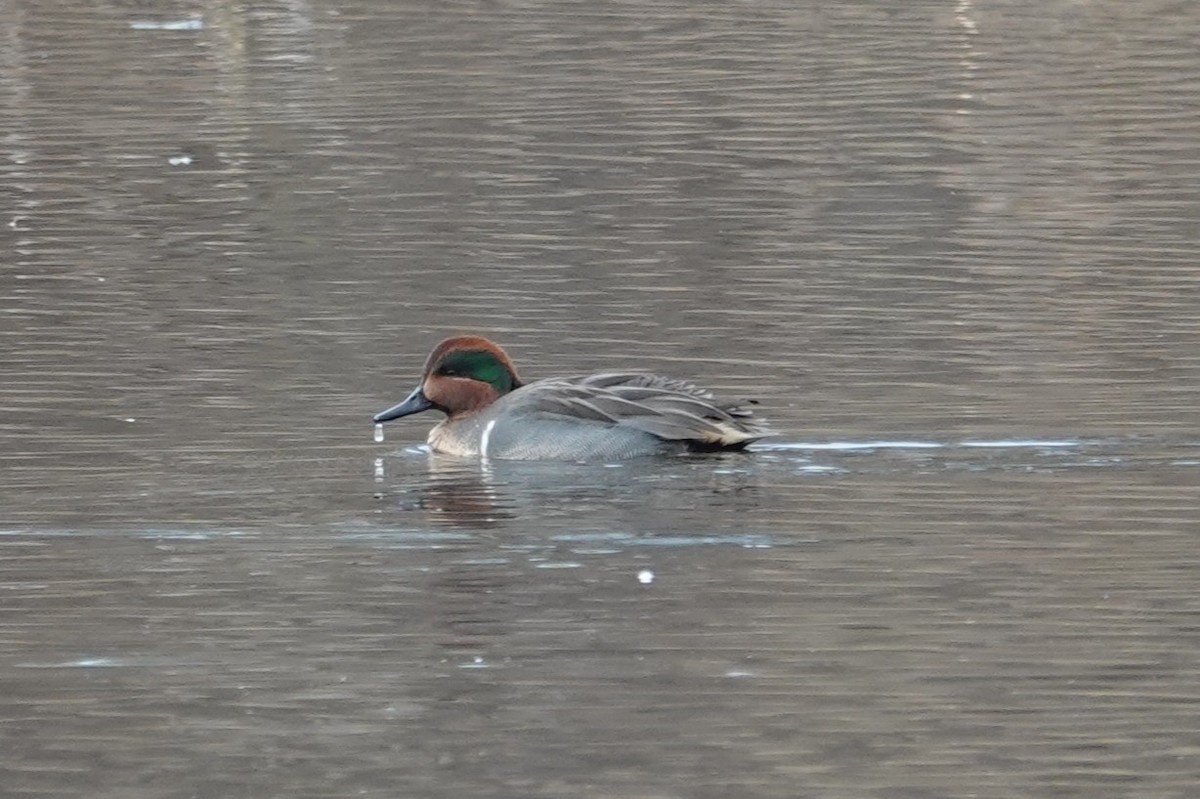 Green-winged Teal - ML646462889