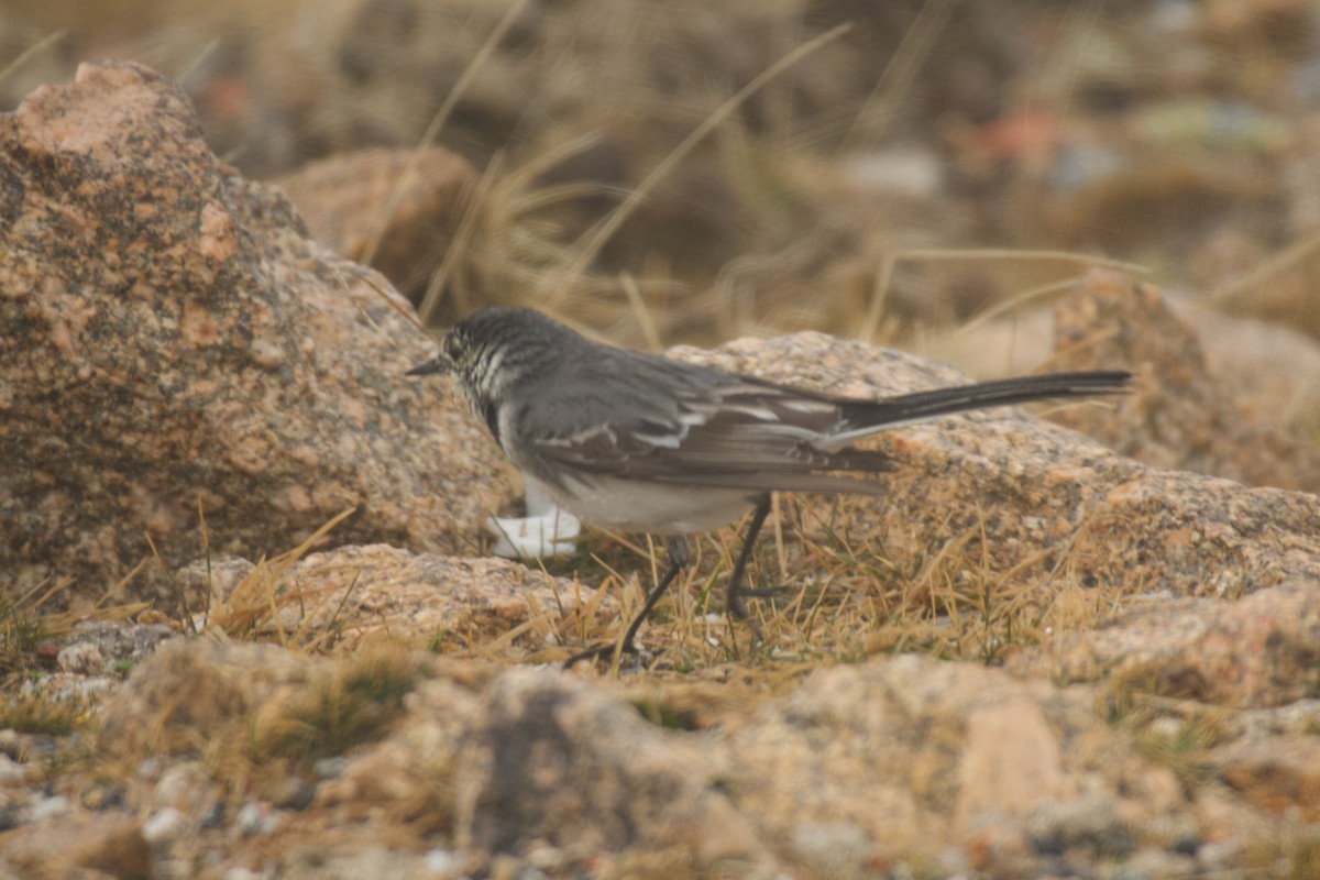 נחליאלי לבן - ML646462890