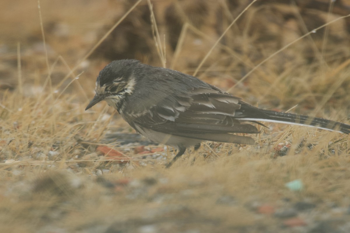 נחליאלי לבן - ML646462891
