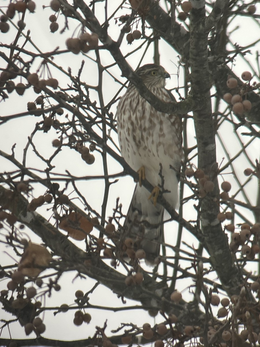 Sharp-shinned Hawk - ML646462893
