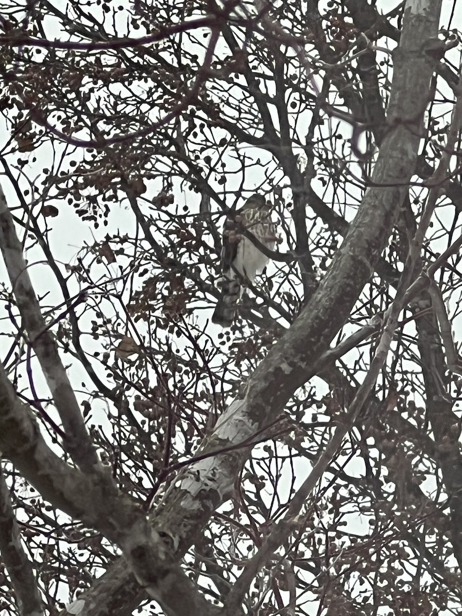 Sharp-shinned Hawk - ML646462895