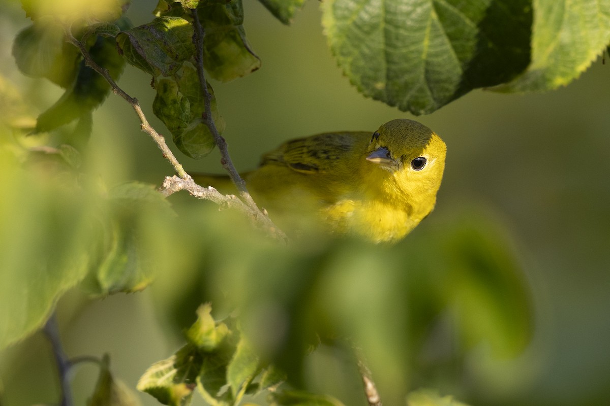 Northern Yellow Warbler - ML646462896