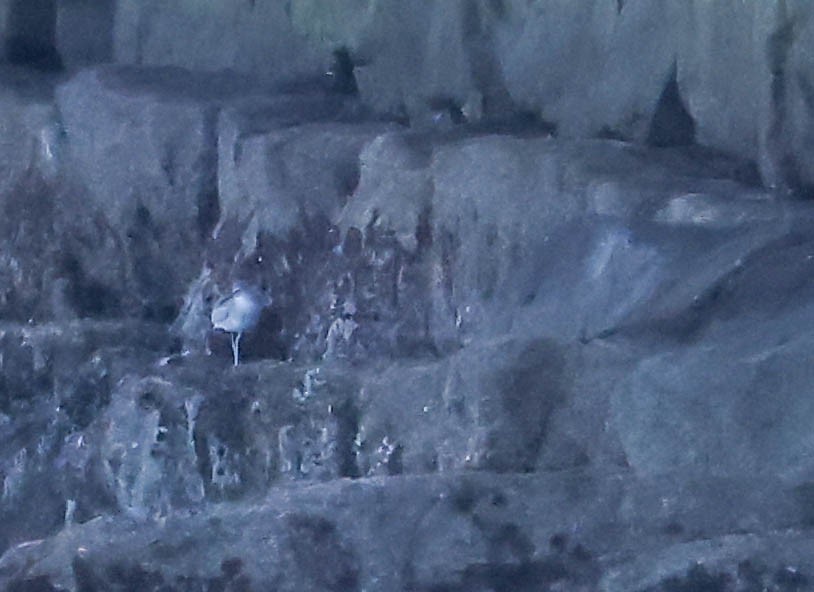 vodouš aljašský - ML646462897