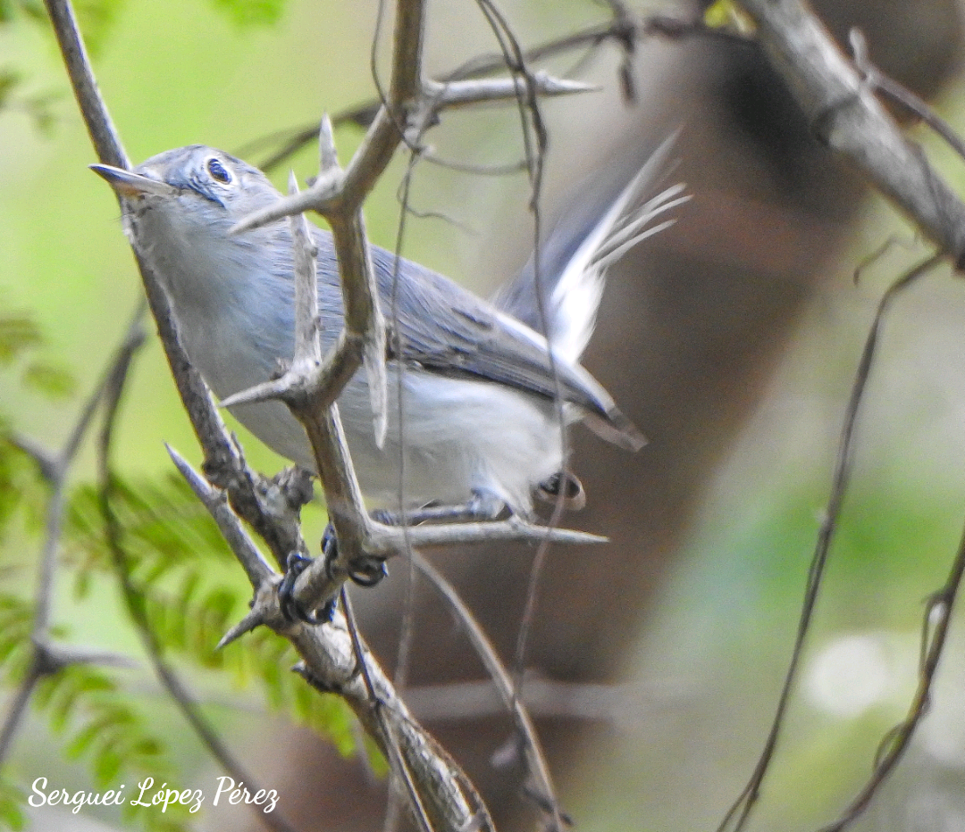 Blue-gray Gnatcatcher - ML646462898
