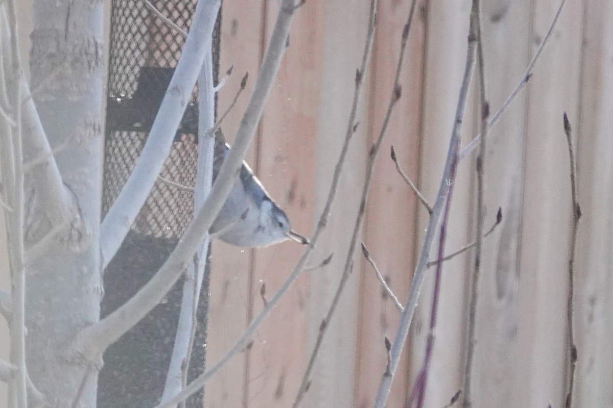 White-breasted Nuthatch - ML646462899