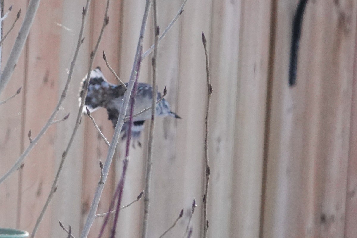 White-breasted Nuthatch - ML646462900