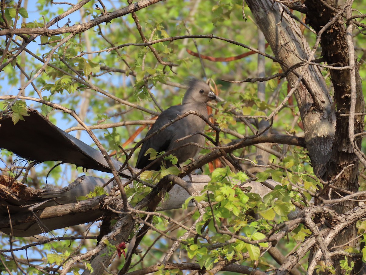 Gri Turako - ML646462904