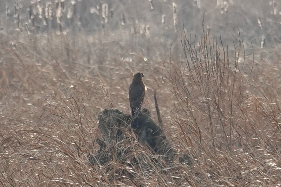 Northern Harrier - ML646462907