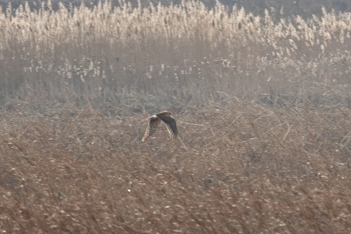 Northern Harrier - ML646462908