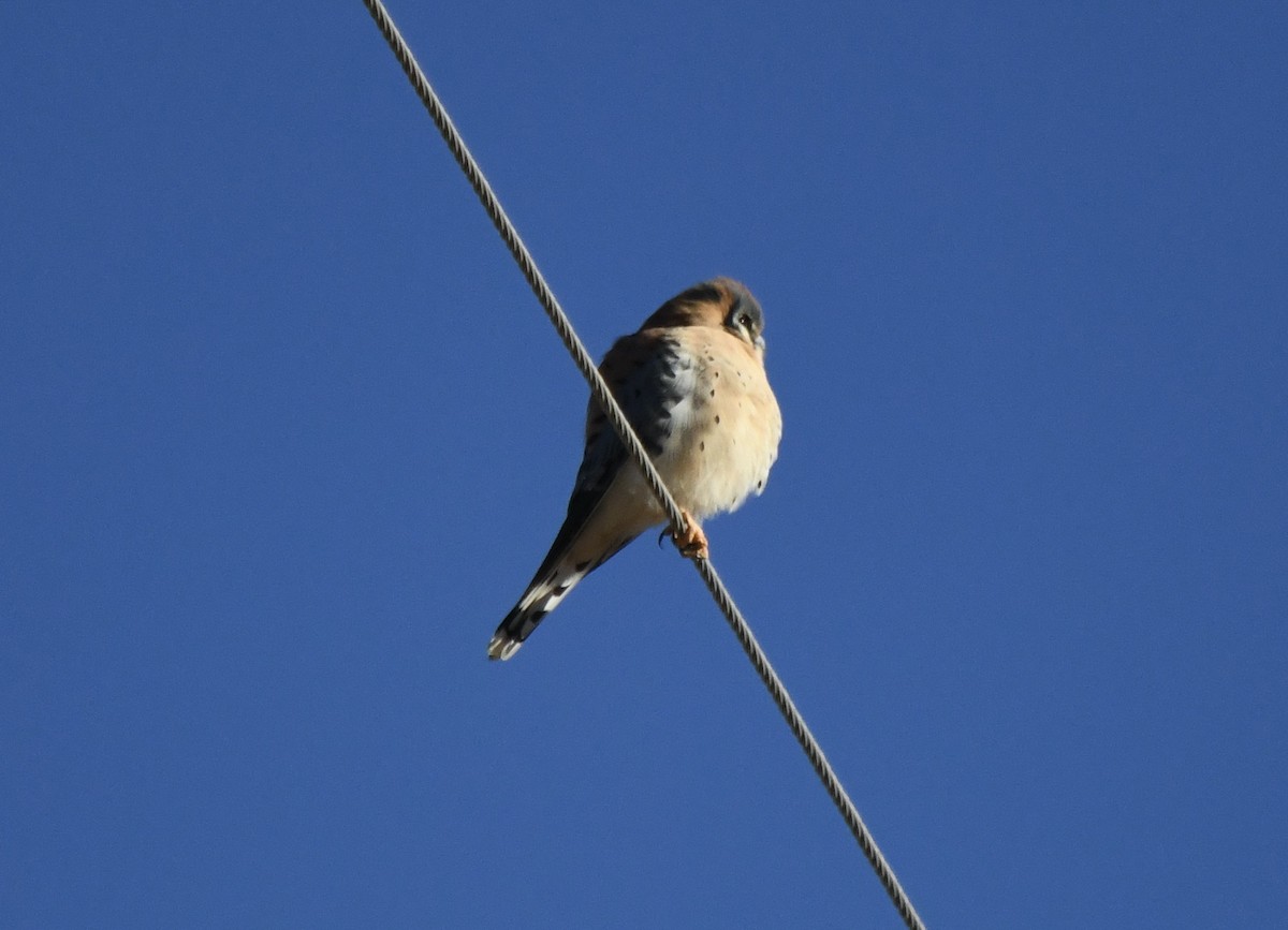 American Kestrel - ML646462909