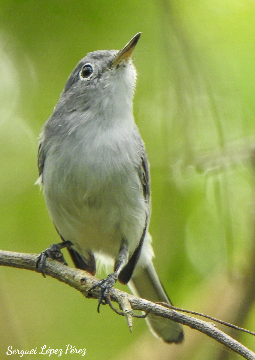 Blue-gray Gnatcatcher - ML646462910