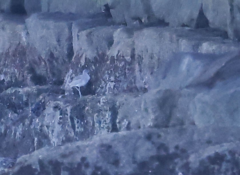 vodouš aljašský - ML646462911