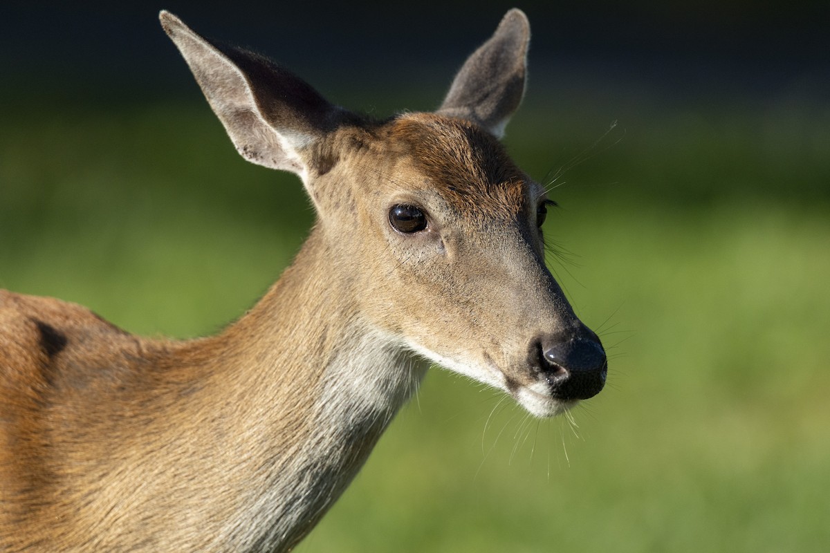 Northern White-tailed Deer - ML646462912