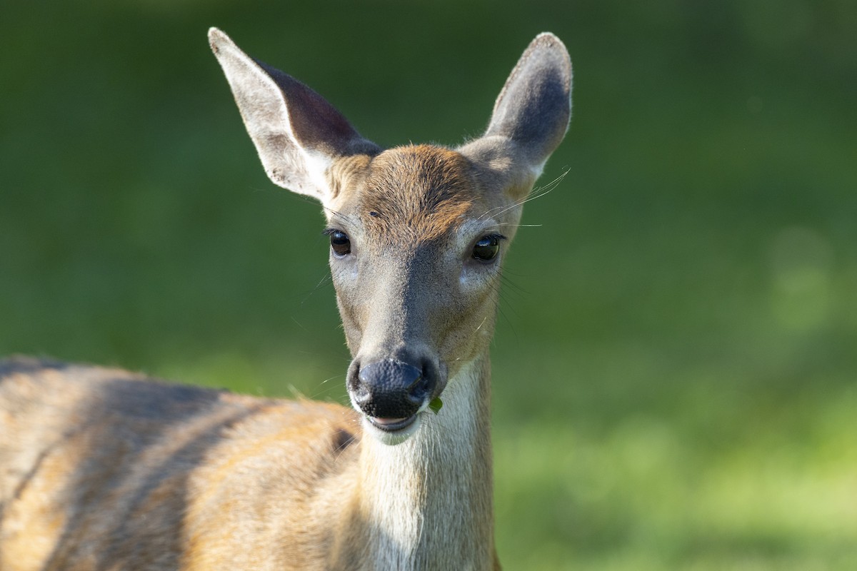 Northern White-tailed Deer - ML646462913