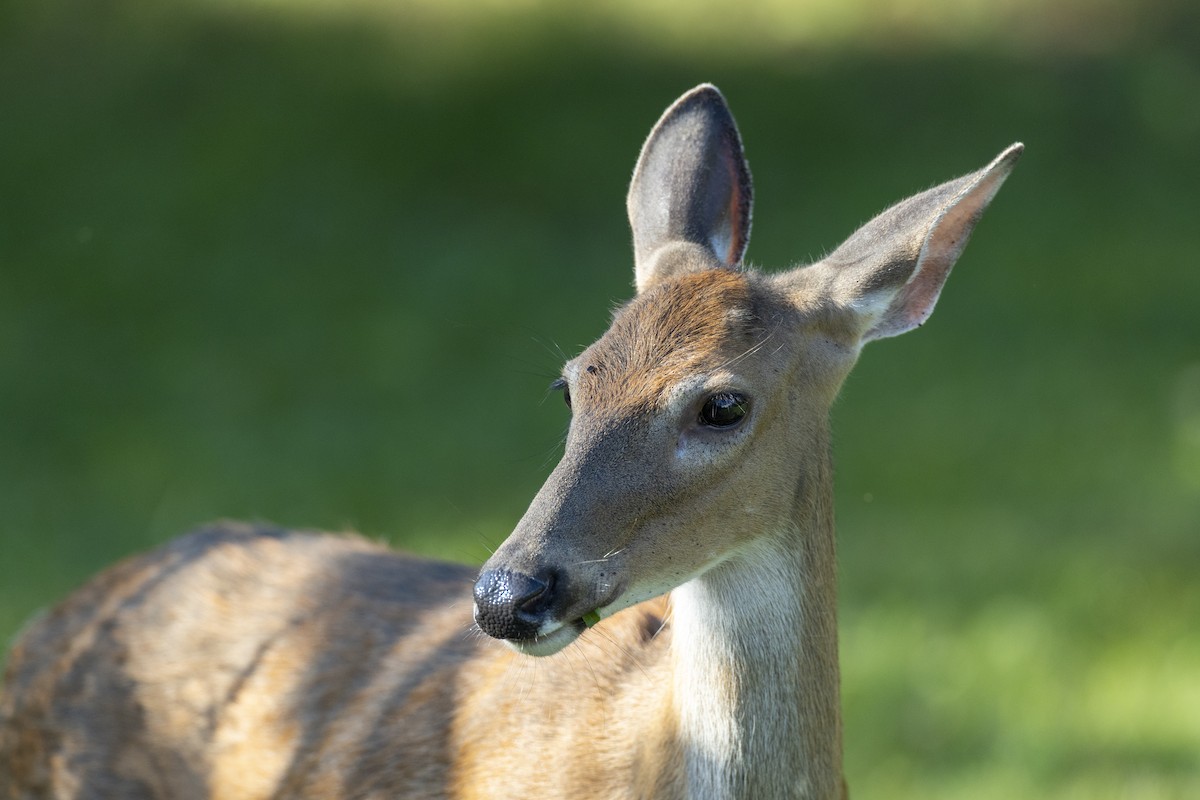 Northern White-tailed Deer - ML646462914