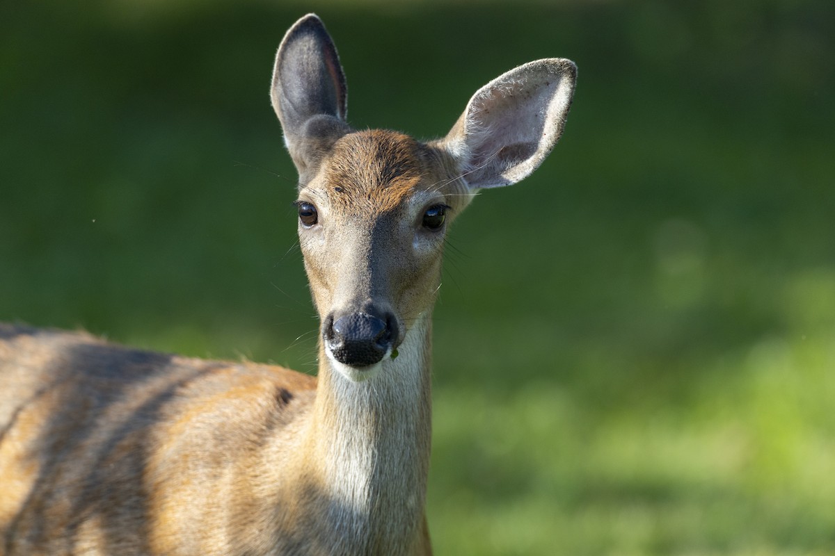 Northern White-tailed Deer - ML646462915