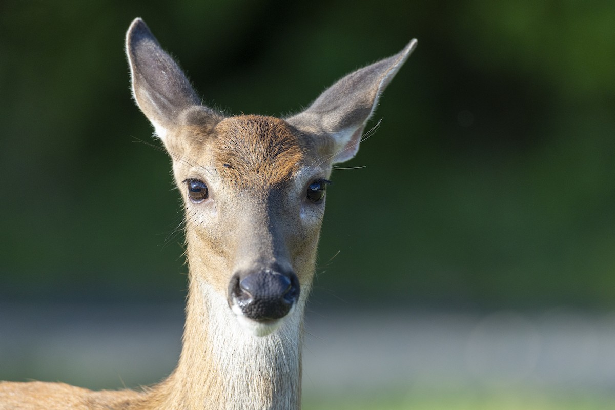 Northern White-tailed Deer - ML646462916