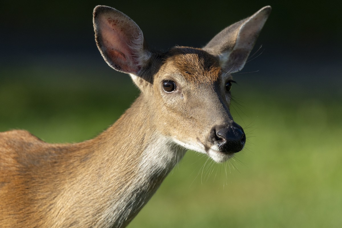 Northern White-tailed Deer - ML646462917