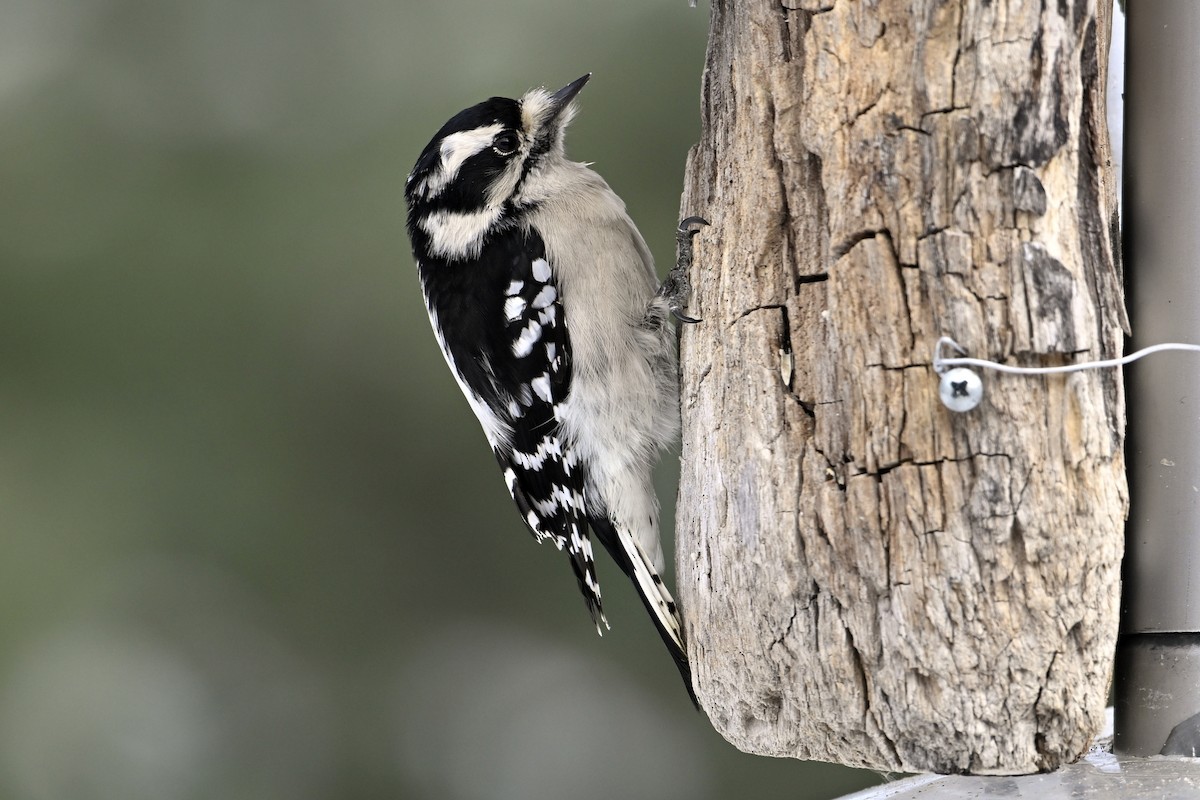 Downy Woodpecker - ML646462919