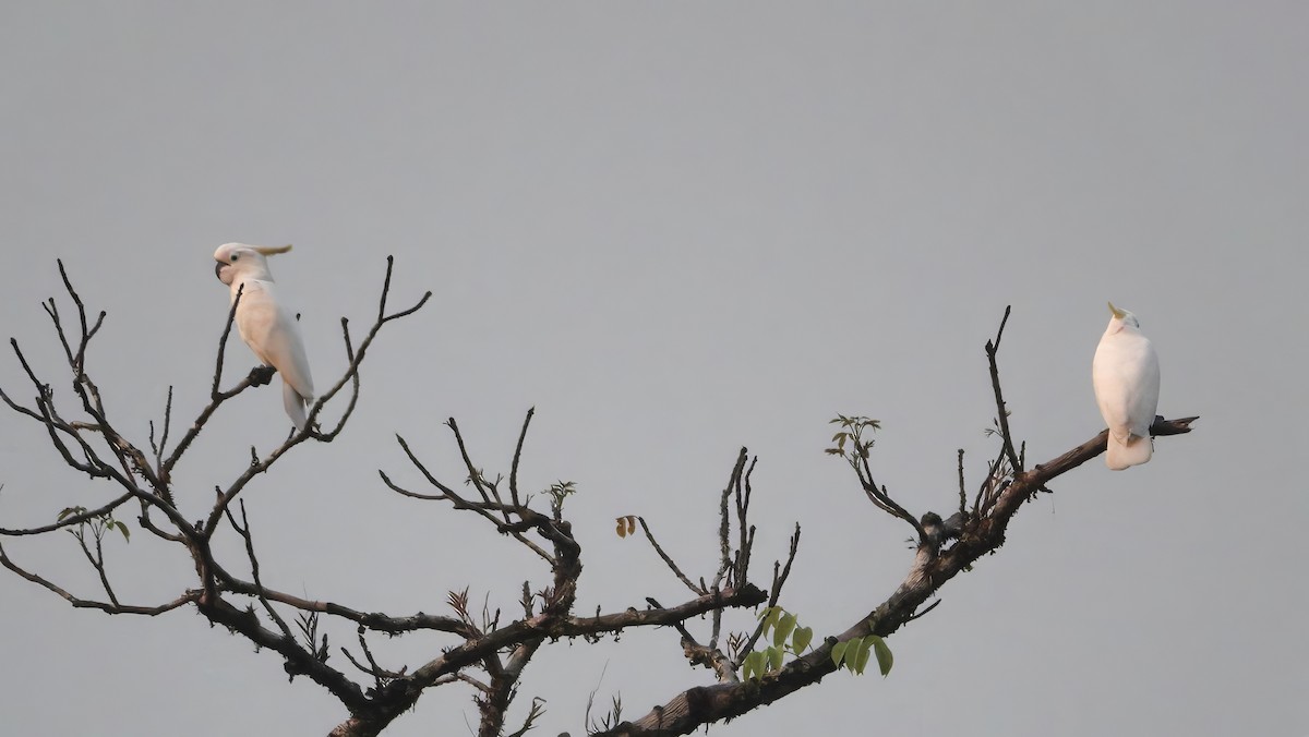 Sulphur-crested Cockatoo - ML646462921