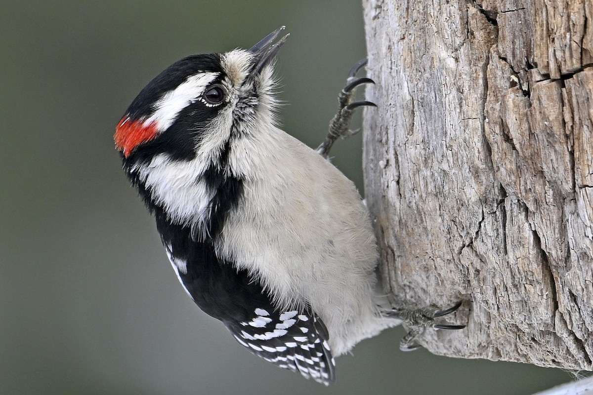 Downy Woodpecker - ML646462922