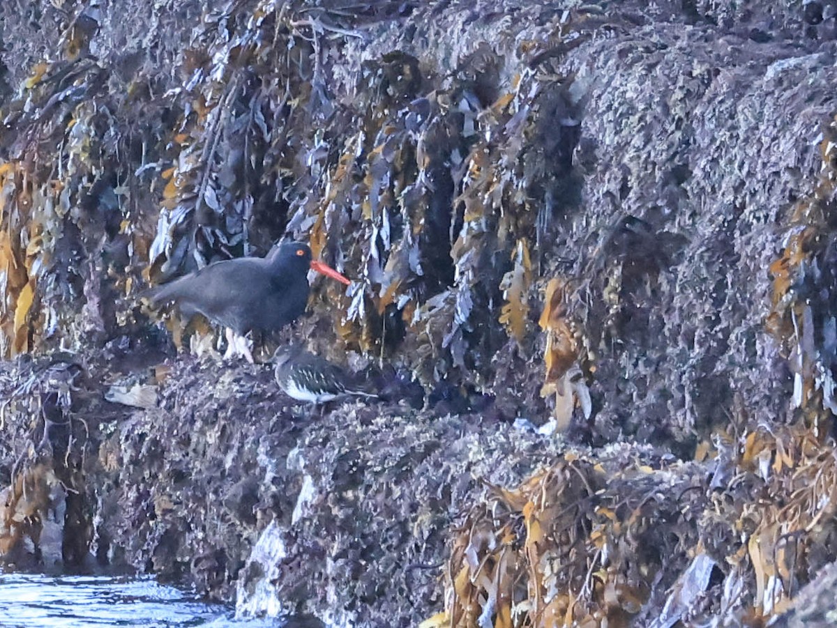 ústřičník západní - ML646462923