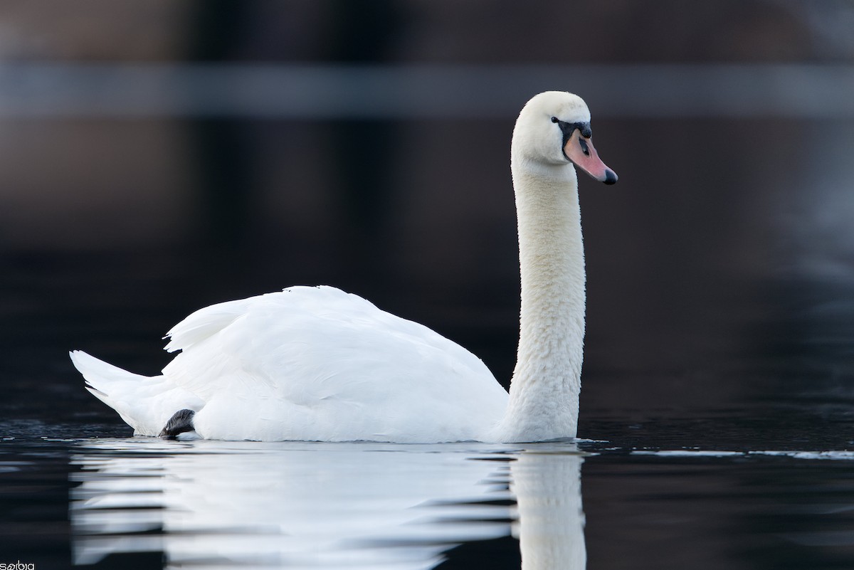 Cygne tuberculé - ML646462924