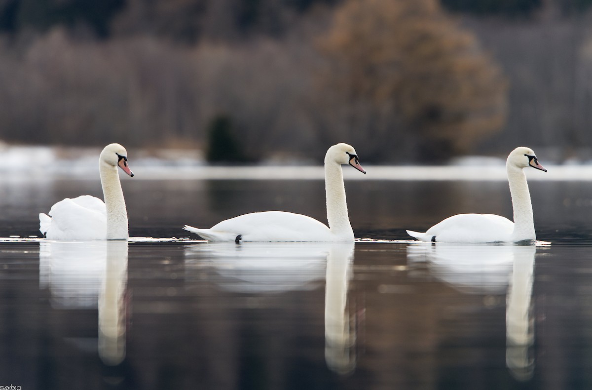 Cygne tuberculé - ML646462925