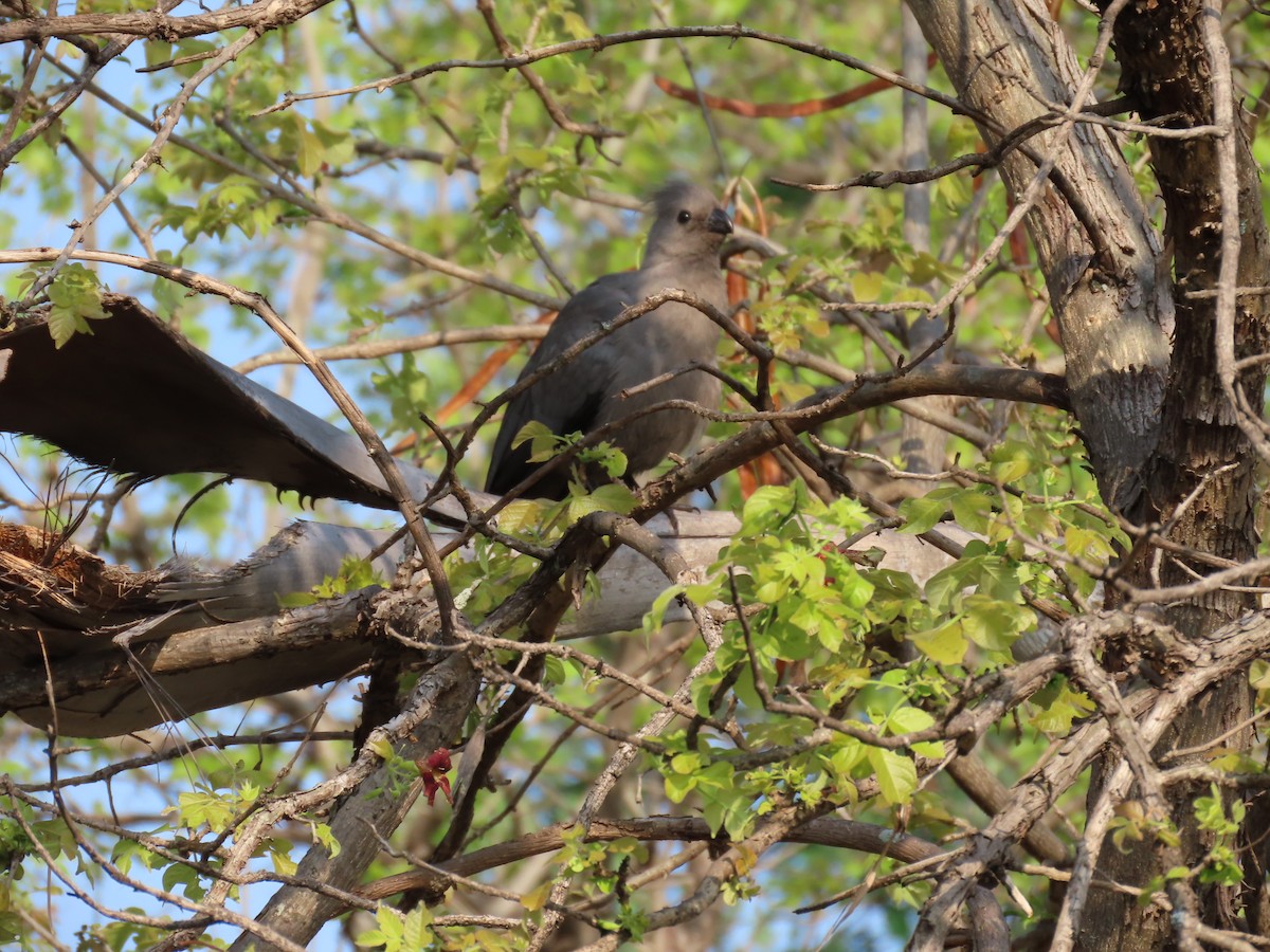 Gri Turako - ML646462926