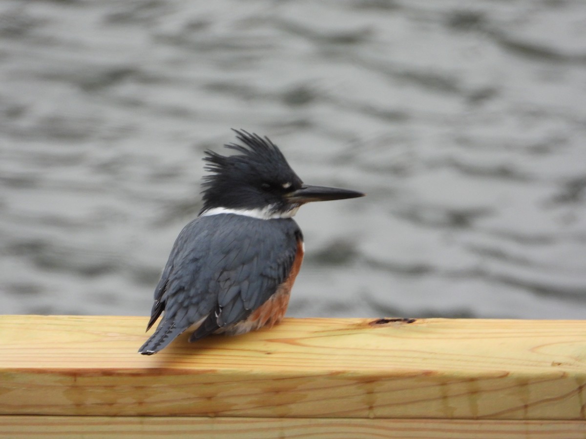 Belted Kingfisher - ML646462927