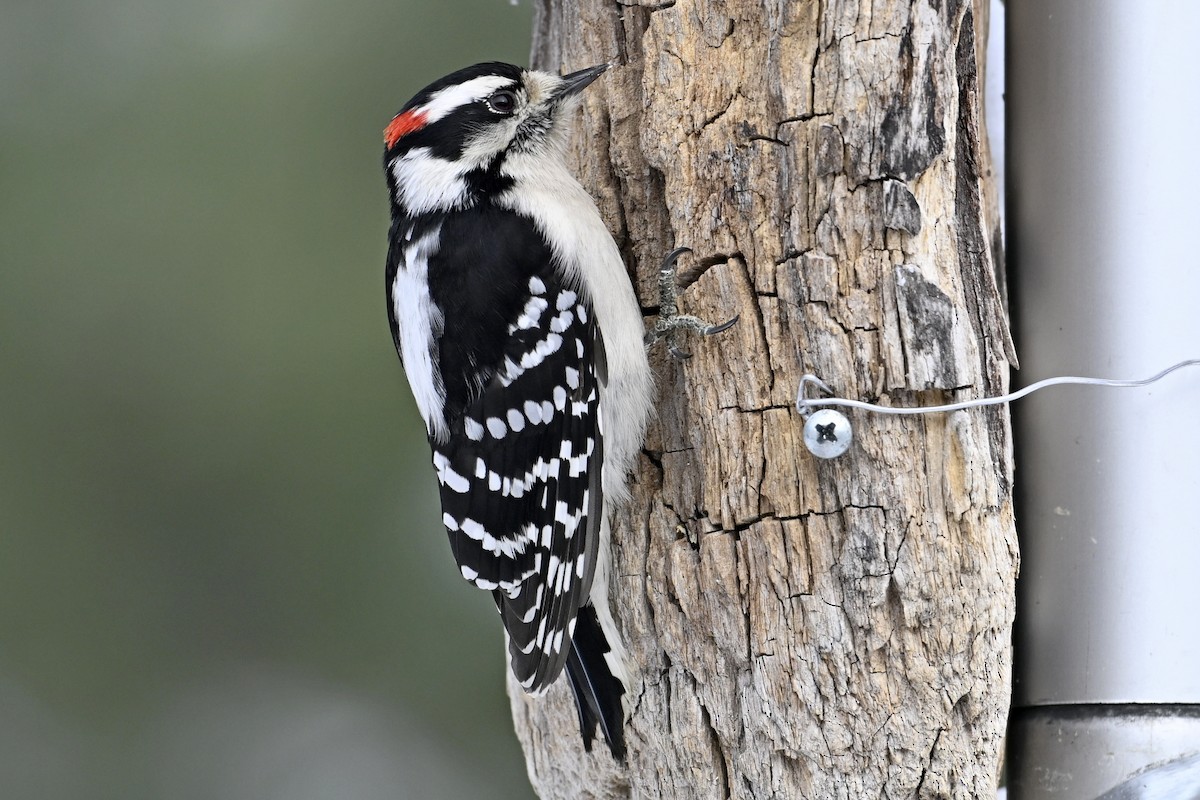 Downy Woodpecker - ML646462928
